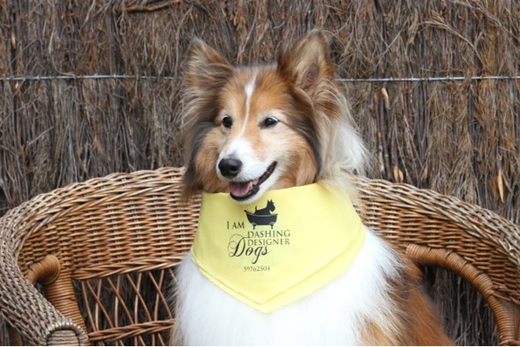 dashing 1 Dashing Designer Dogs Mornington Peninsula | Do Grroming | Blog