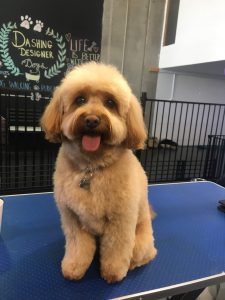 moodle groomed