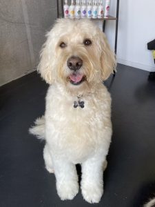 groodle brushed out