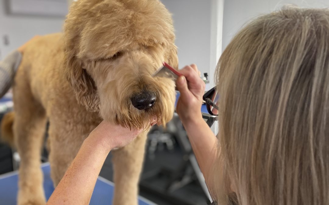 Coat care for your Oodle