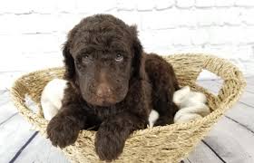 TOP 5 Hypoallergenic