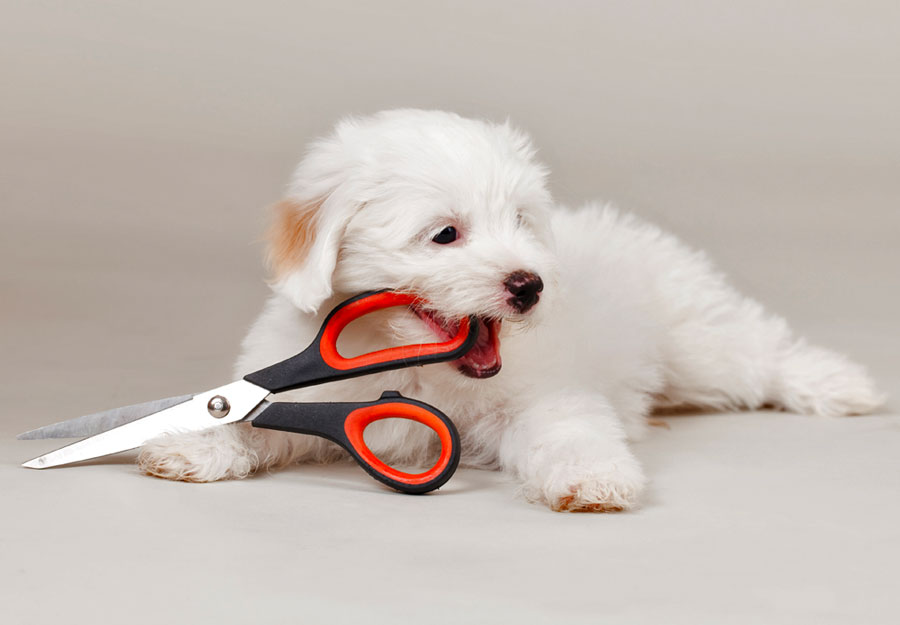 Prepare-for-Grooming-hero