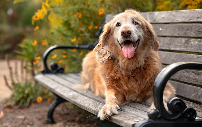 Old-Dog
