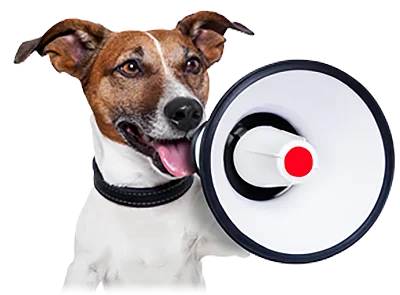 Dog-Grooming-Mornington Dog Grooming Mornington Peninsula