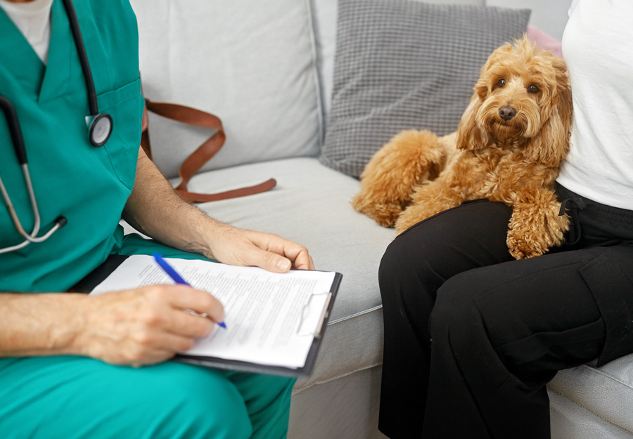 Working Alongside Your Veterinarian