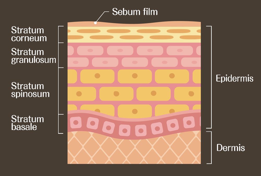 Understanding the Skin Barrier